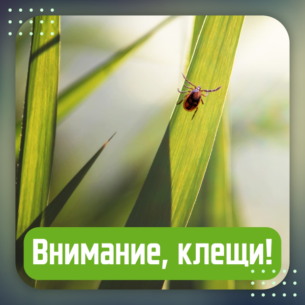 Сезон активности клещей уже начался: не забудьте о безопасности Сезон активности клещей уже начался: не забудьте о безопасности