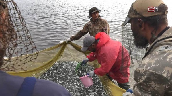 Компанию в Югре через суд заставили выпустить в реку 2500 мальков муксуна