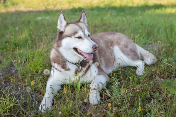 В ХМАО семье ребенка, чуть не убитому бродячими собаками, выплатили 500 тыс рублей В ХМАО семье ребенка, чуть не убитому бродячими собаками, выплатили 500 тыс рублей