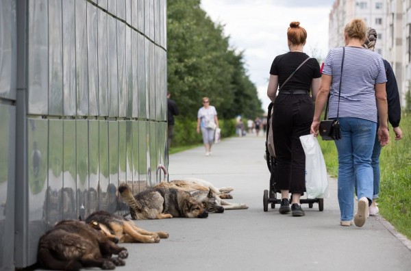 Сургутский суд взыскал 500 тысяч рублей за нападение бездомных собак на ребенка