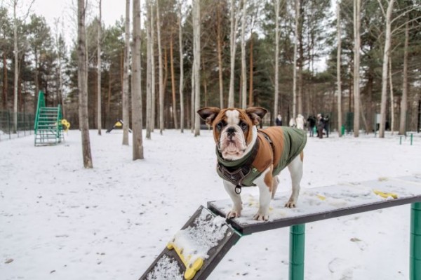 ​В Сургуте появилась еще одна площадка для выгула собак — в парке «За Саймой»