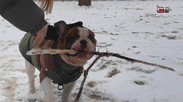 В сургутском эко-парке «За Саймой» открыли новую площадку для выгула собак 