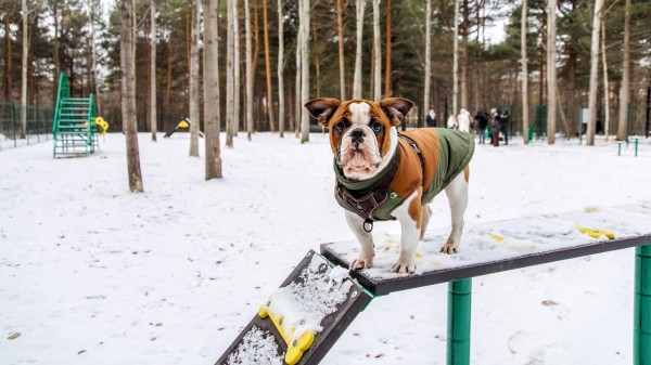 Новая площадка для выгула собак открылась в Сургуте Новая площадка для выгула собак открылась в Сургуте