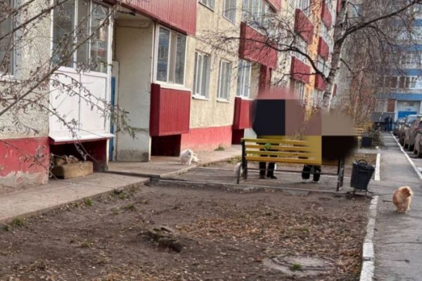 Свободный выгул закончился штрафом: в Сургуте хозяйку 15 шпицев привлекли к ответственности Свободный выгул закончился штрафом: в Сургуте хозяйку 15 шпицев привлекли к ответственности