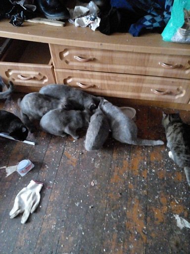 В Сургуте ищут передержки для 30 кошек после гибели их хозяев