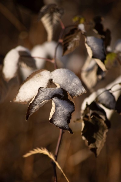И с каждым днем мы убеждаемся в правоте слов «все, что ни делается - всё к лучшему» И с каждым днем мы убеждаемся в правоте слов «все, что ни делается - всё к лучшему»