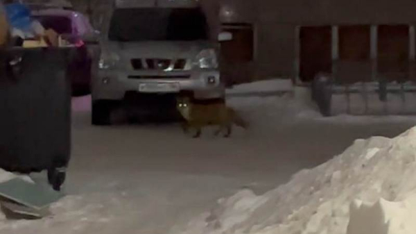 В одном из сургутских дворов заметили лисицу. ВИДЕО В одном из сургутских дворов заметили лисицу. ВИДЕО