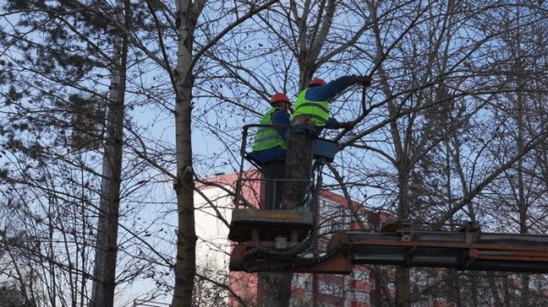 Только за октябрь в Сургуте обрезали более 500 тополей на ключевых магистралях города