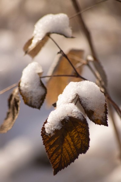И с каждым днем мы убеждаемся в правоте слов «все, что ни делается - всё к лучшему» И с каждым днем мы убеждаемся в правоте слов «все, что ни делается - всё к лучшему»