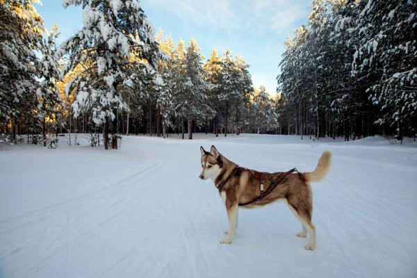 Житель Нижневартовска спас ребенка, прогнав агрессивную одичавшую собаку Житель Нижневартовска спас ребенка, прогнав агрессивную одичавшую собаку