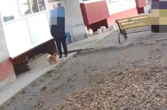 Свободный выгул закончился штрафом: в Сургуте хозяйку 15 шпицев привлекли к ответственности Свободный выгул закончился штрафом: в Сургуте хозяйку 15 шпицев привлекли к ответственности