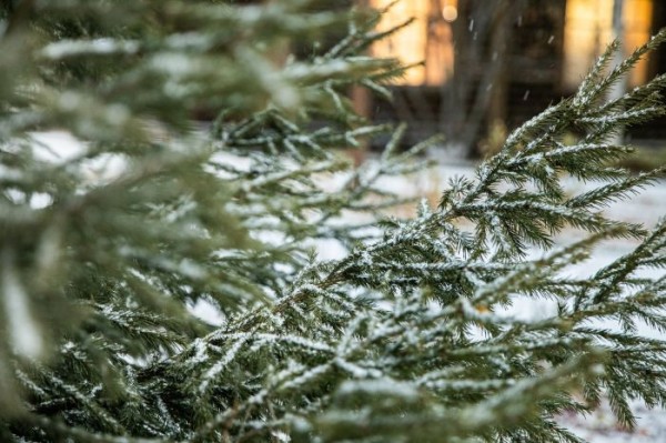 Жительница Сургута пожаловалась на «искателей закладок» в парке между Тюменским трактом и Крылова Жительница Сургута пожаловалась на «искателей закладок» в парке между Тюменским трактом и Крылова