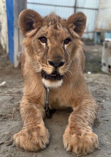 Россельхознадзор предъявил претензии к содержанию льва Хариса на базе &laquo;Парус&raquo;