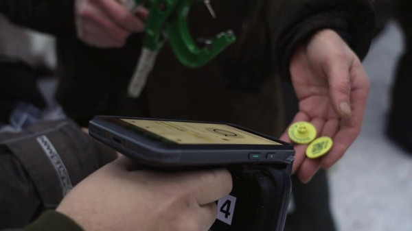 В ХМАО внедряют систему бесконтактного учёта оленей с помощью чипов