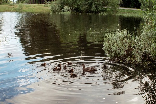 Проекты очистных сооружений для Саймы в Сургуте будут готовы в 2026 году