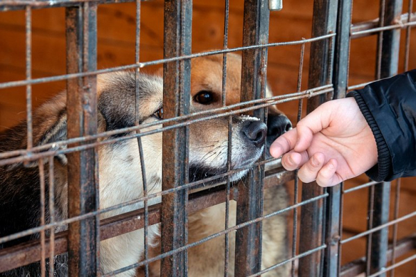 В Югре состоялась Зимняя неделя добра В Югре состоялась Зимняя неделя добра