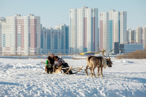 В ХМАО оленеводам утвердили новую меру господдержки