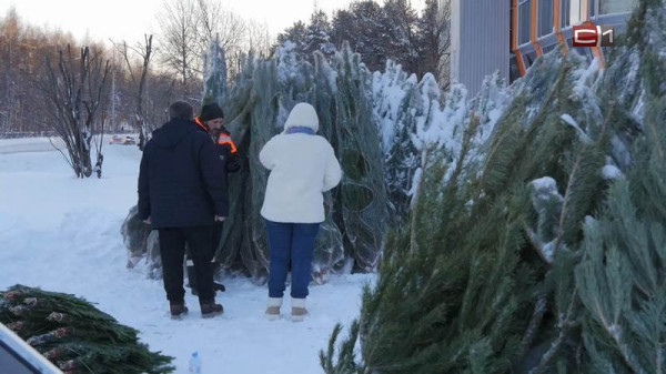 Жители Сургутского района смогут сдать новогодние елки на переработку