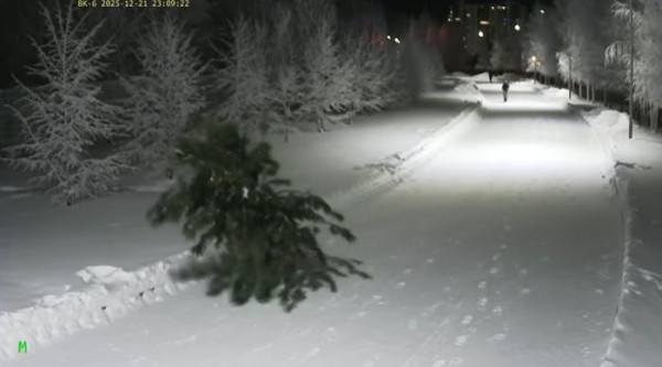 В Сургуте вандалы спилили из городского парка сибирский кедр к Новому году В Сургуте вандалы спилили из городского парка сибирский кедр к Новому году