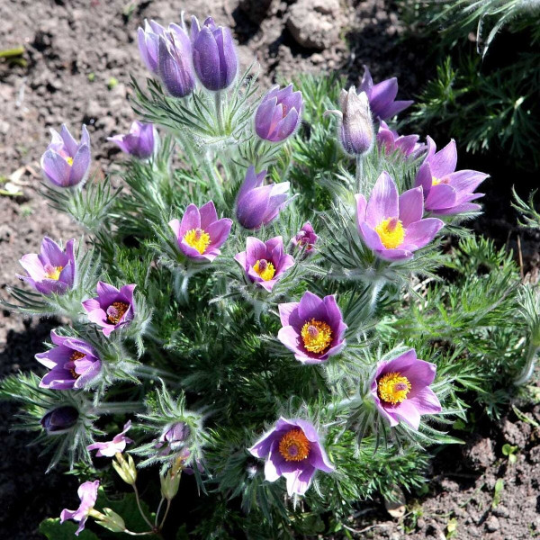 Как вырастить прострел: секреты и советы опытного садовода Как вырастить прострел: секреты и советы опытного садовода