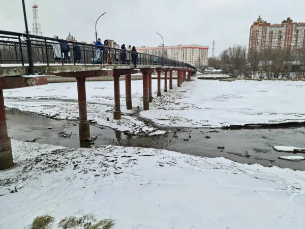 12 уток остались зимовать в Сургуте