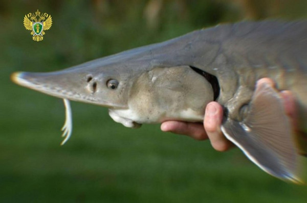 В ХМАО браконьер, ловивший рыбу, напал с ножом на инспектора рыбоохраны