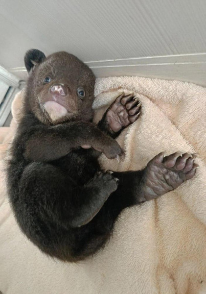 Брошенного в берлоге медвежонка спасли в Хабаровском крае, сообщили в управлении охотничьего хозяйства региона