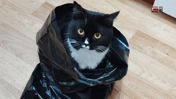 Как кошки влияют на эмоциональное состояние &mdash; рассказала психолог