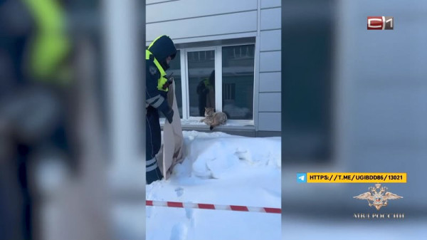 Жители Югры заметили рысь на территории города - животное вывезли в заповедник