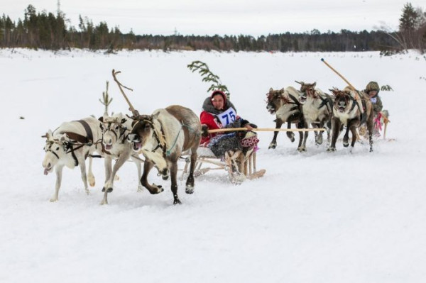 В Сургутском районе прошел 56-й слет оленеводов В Сургутском районе прошел 56-й слет оленеводов