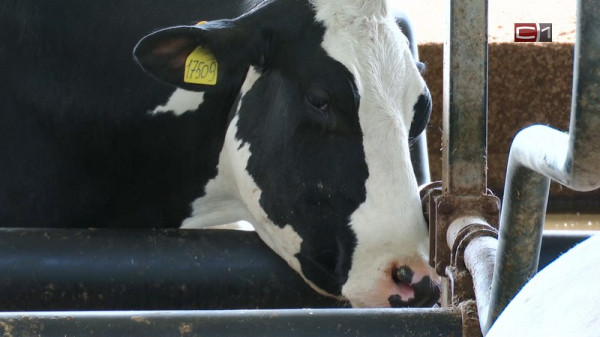 Ветслужба Югры предупредила фермеров округа о вспышке опасной инфекции Ветслужба Югры предупредила фермеров округа о вспышке опасной инфекции