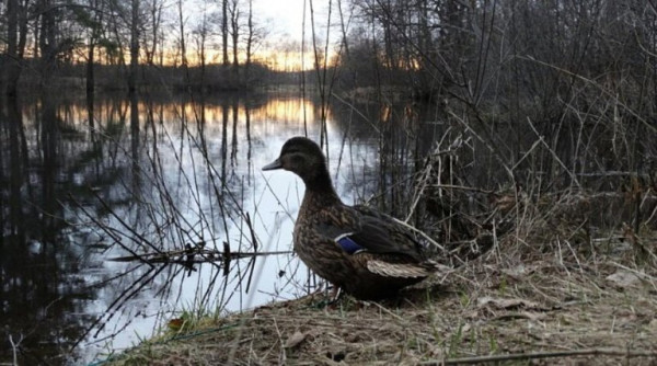 В ХМАО расширили сроки подачи заявок для охоты на птиц