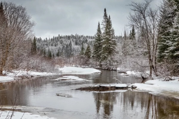 Лесной кодекс России: на что обращают внимание в лесной отрасли Лесной кодекс России: на что обращают внимание в лесной отрасли