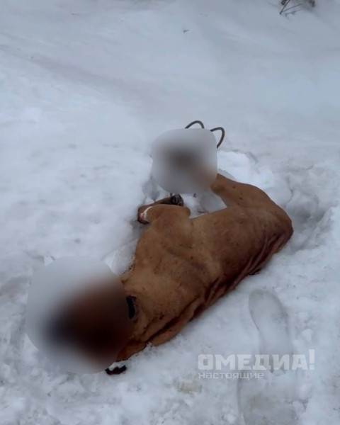 В СНТ «Речник» нашли мёртвую собаку с перевязанными лапами и огнестрельным ранением — на месте работал криминалист В СНТ «Речник» нашли мёртвую собаку с перевязанными лапами и огнестрельным ранением — на месте работал криминалист