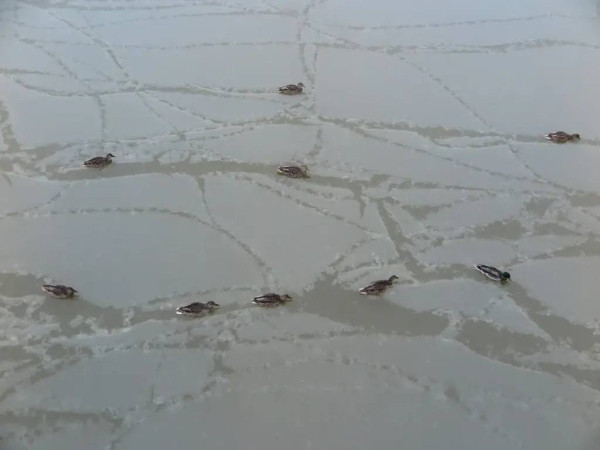 12 уток остались зимовать в Сургуте