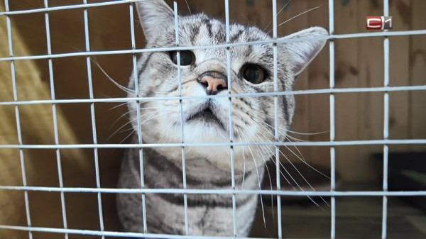 Сургутянку подозревают в избиении кота – проводится проверка Сургутянку подозревают в избиении кота – проводится проверка