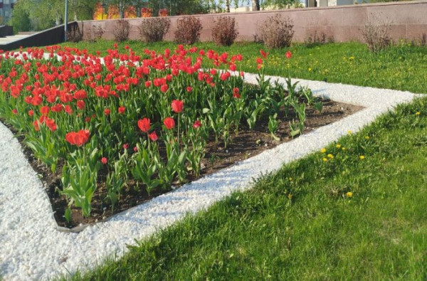 ​В Сургуте этим летом зацветут 40 тысяч тюльпанов