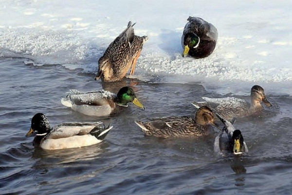 В Сургуте на Сайме впервые перезимовали дикие утки В Сургуте на Сайме впервые перезимовали дикие утки