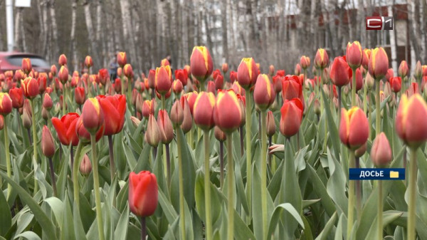 Скверы и улицы Сургута украсят почти 40 тысяч тюльпанов