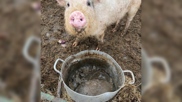 Жительница Сургута пожаловалась на состояние животных на базе отдыха «Парус» Жительница Сургута пожаловалась на состояние животных на базе отдыха «Парус»