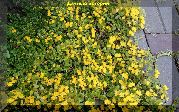 Многолетники, которые не требуют ухода: идеальные растения для вашего сада