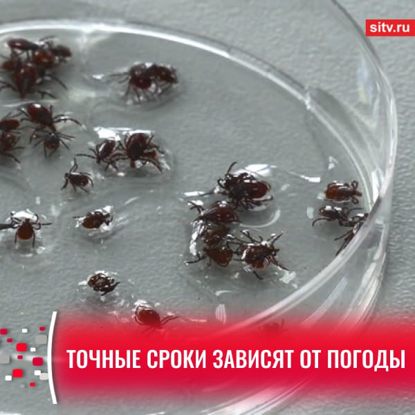 Когда проснутся клещи: в Роспотребнадзоре Югры дали прогноз на сезон
