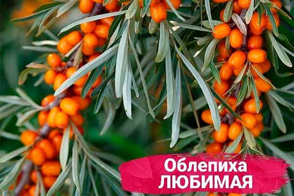 Облепиха сорта Любимая: характеристики и советы по выращиванию