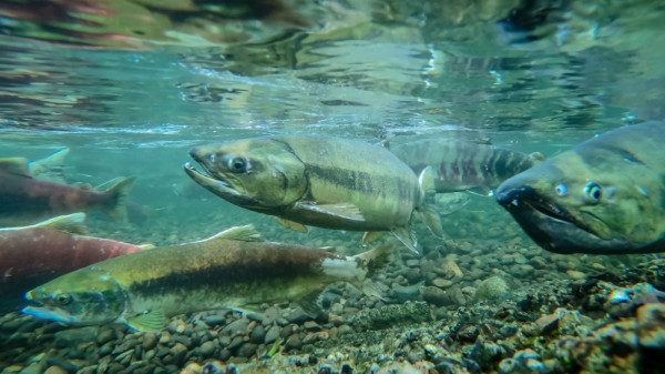 Популярный лосось исчезает из Японских вод: причина — изменение климата Популярный лосось исчезает из Японских вод: причина — изменение климата