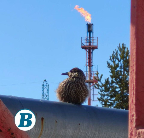 В Югре к нефтяникам прилетела кедровка