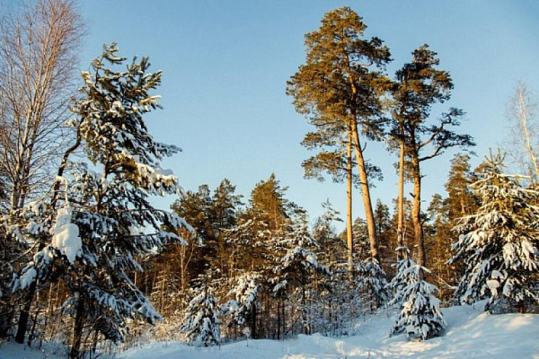 В ХМАО клещи уже начали кусать людей