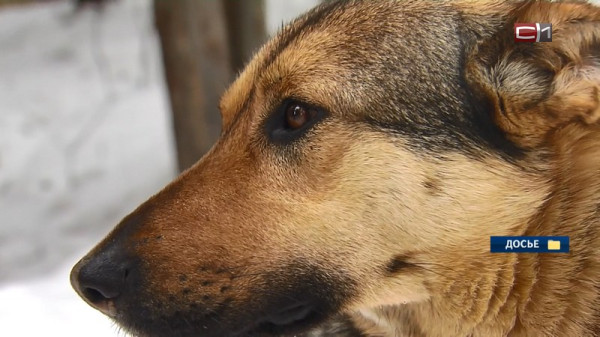 Собаку убило током во дворе в Югре — прокуратура проводит проверку Собаку убило током во дворе в Югре — прокуратура проводит проверку