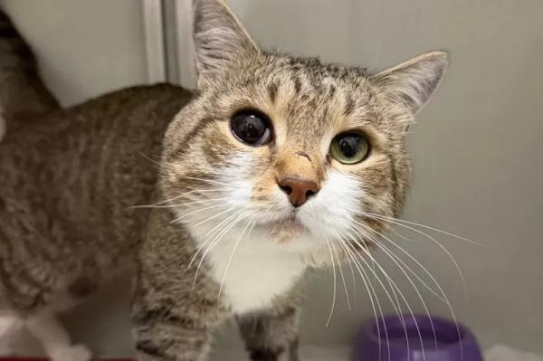 У кота Виктора из Сургута, над которым истязался живодер, выявлен коронавирус