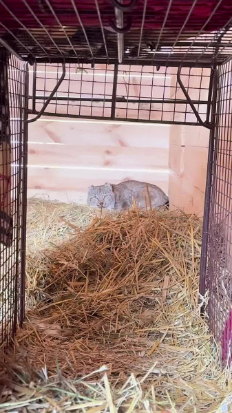 Рысь, пойманному в ХМАО, выбирают имя всем миром