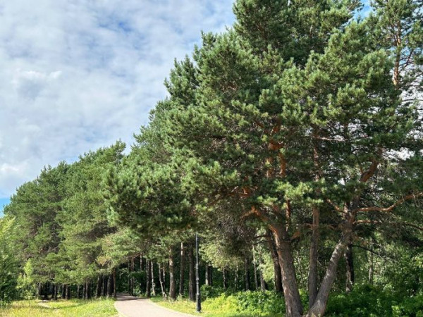 ​В Сургуте приведут в порядок почти пять тысяч деревьев